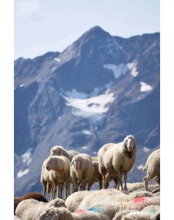 The wool of Tyrolean mountain sheep is the raw material for our Haunold fulled felt