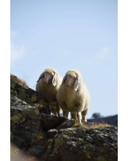 The wool of Tyrolean mountain sheep is the raw material for our Haunold fulled felt