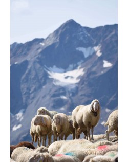 The wool of Tyrolean mountain sheep is the raw material for our robust soles