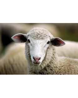 Wolle von Tiroler Bergschafen und feine Merinowolle sind der Rohstoff für unseren Haunold Walkfilz